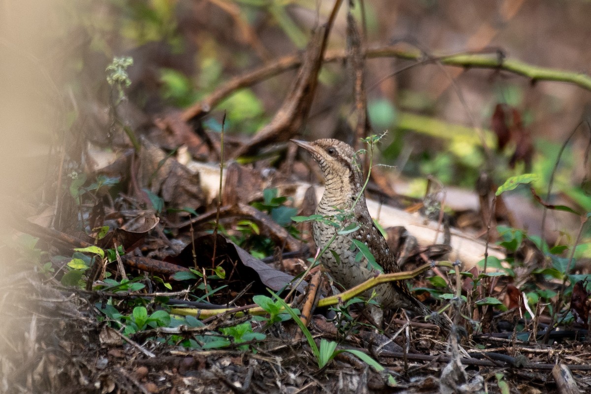 Eurasian Wryneck - ML645400956