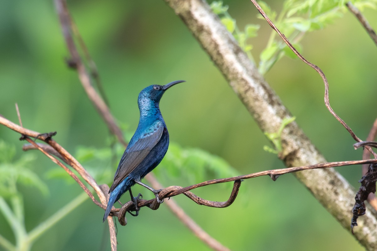 Purple Sunbird - ML645400969