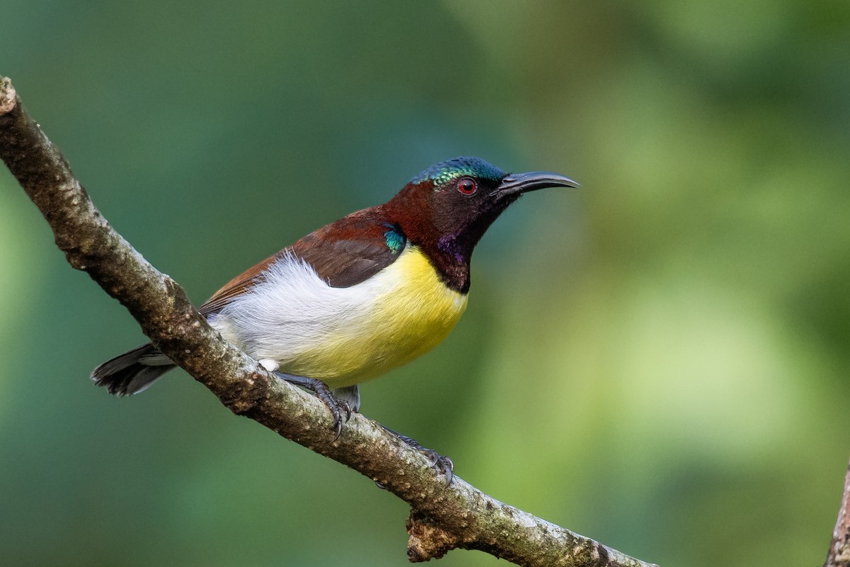 Purple-rumped Sunbird - ML645400975