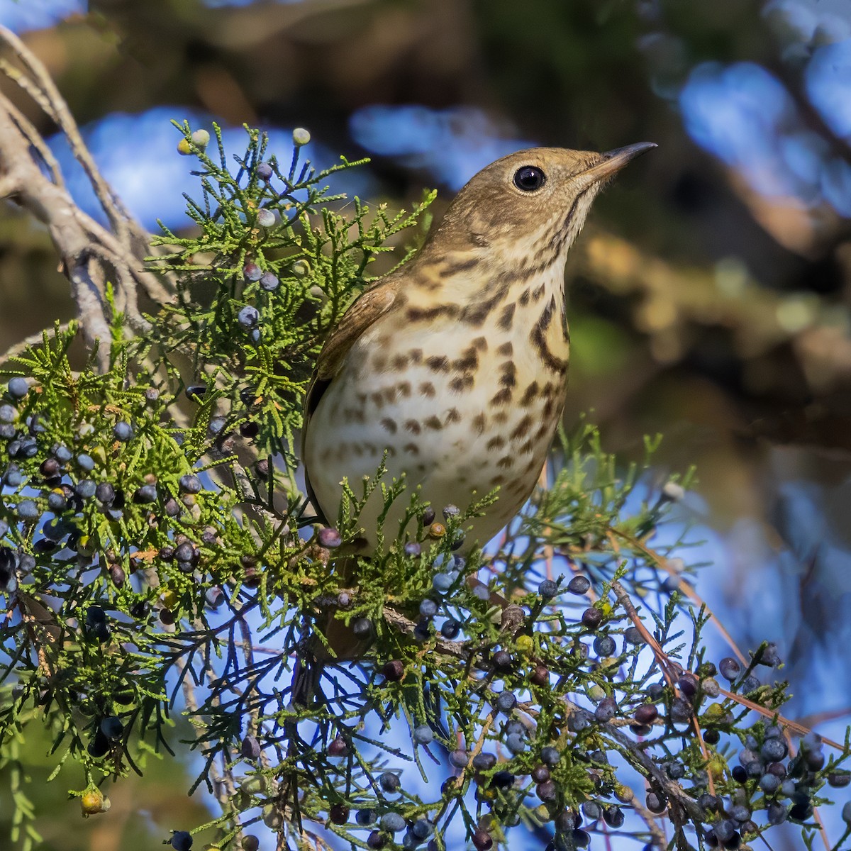 Hermit Thrush (faxoni/crymophilus) - ML645400983