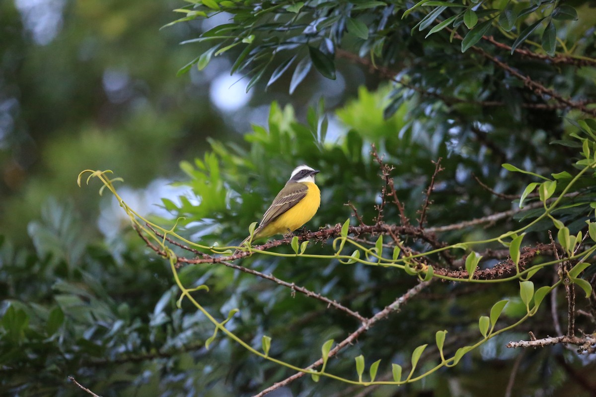 Sosyal Tiran - ML645400985