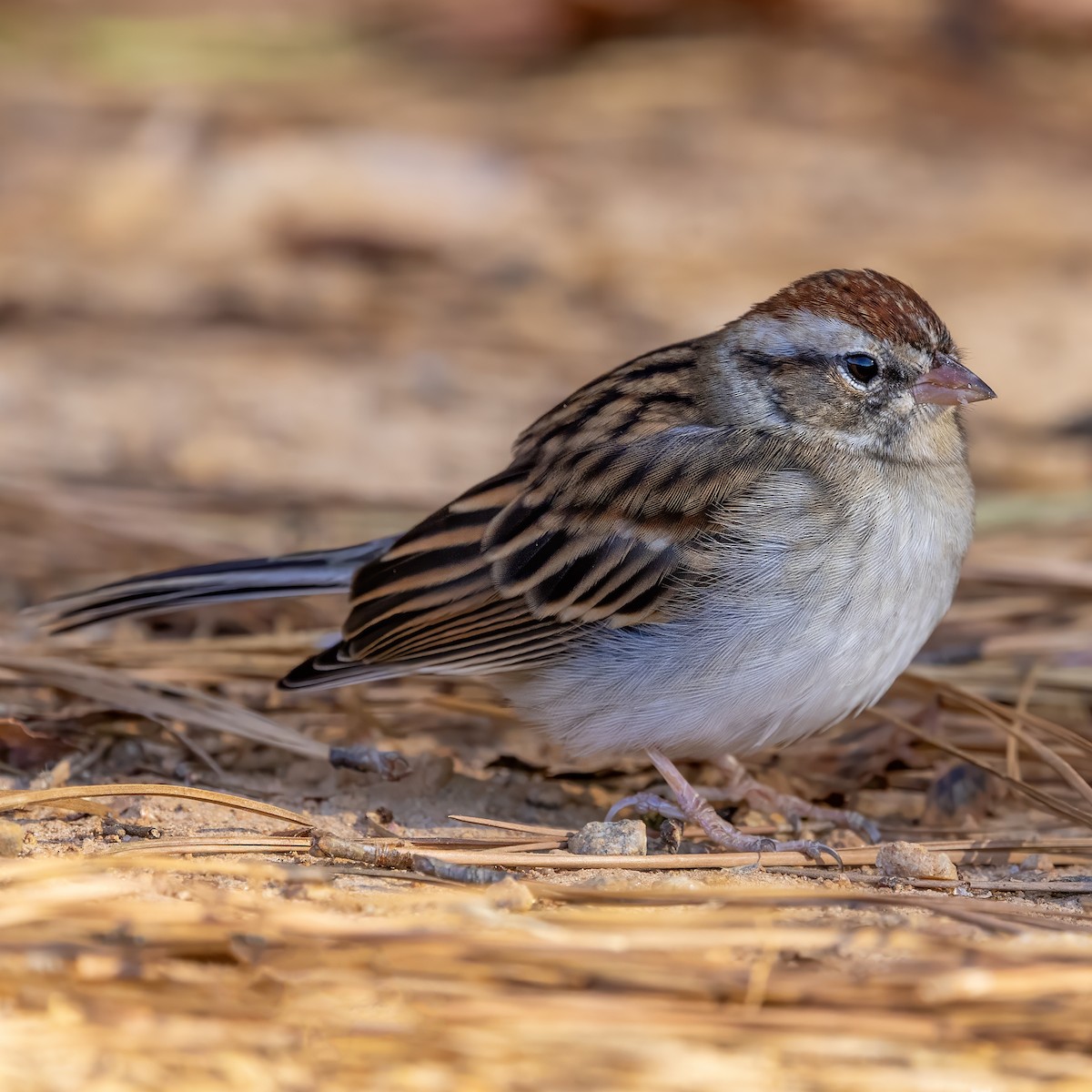 Chipping Sparrow - ML645400989
