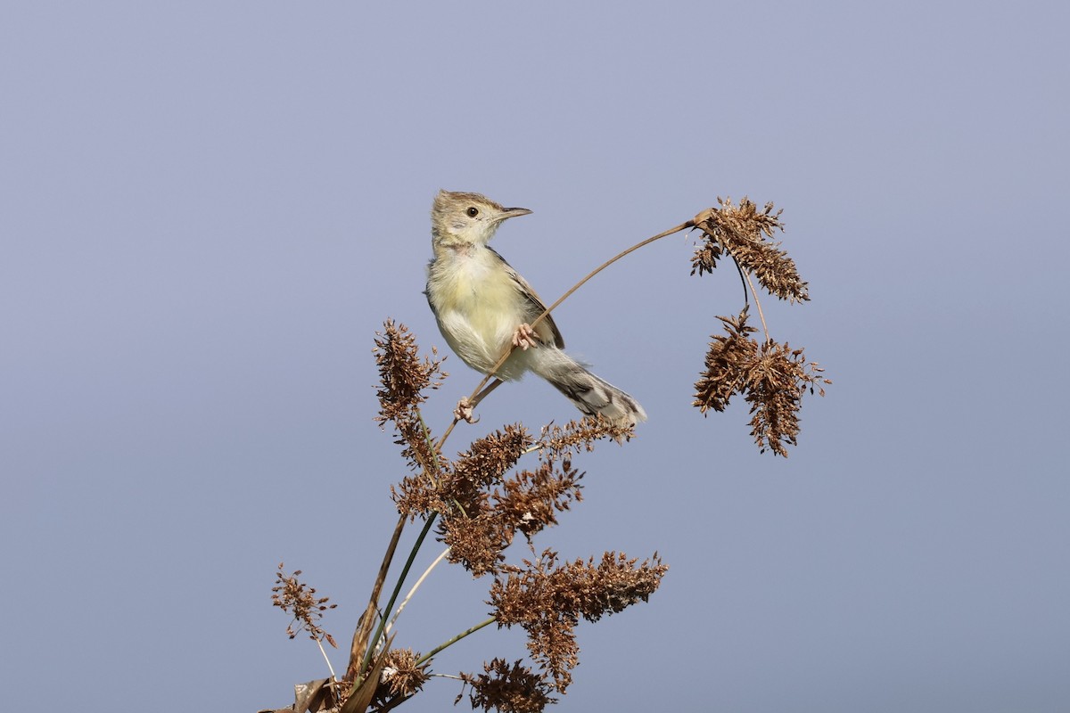 Rattling Cisticola - ML645400990