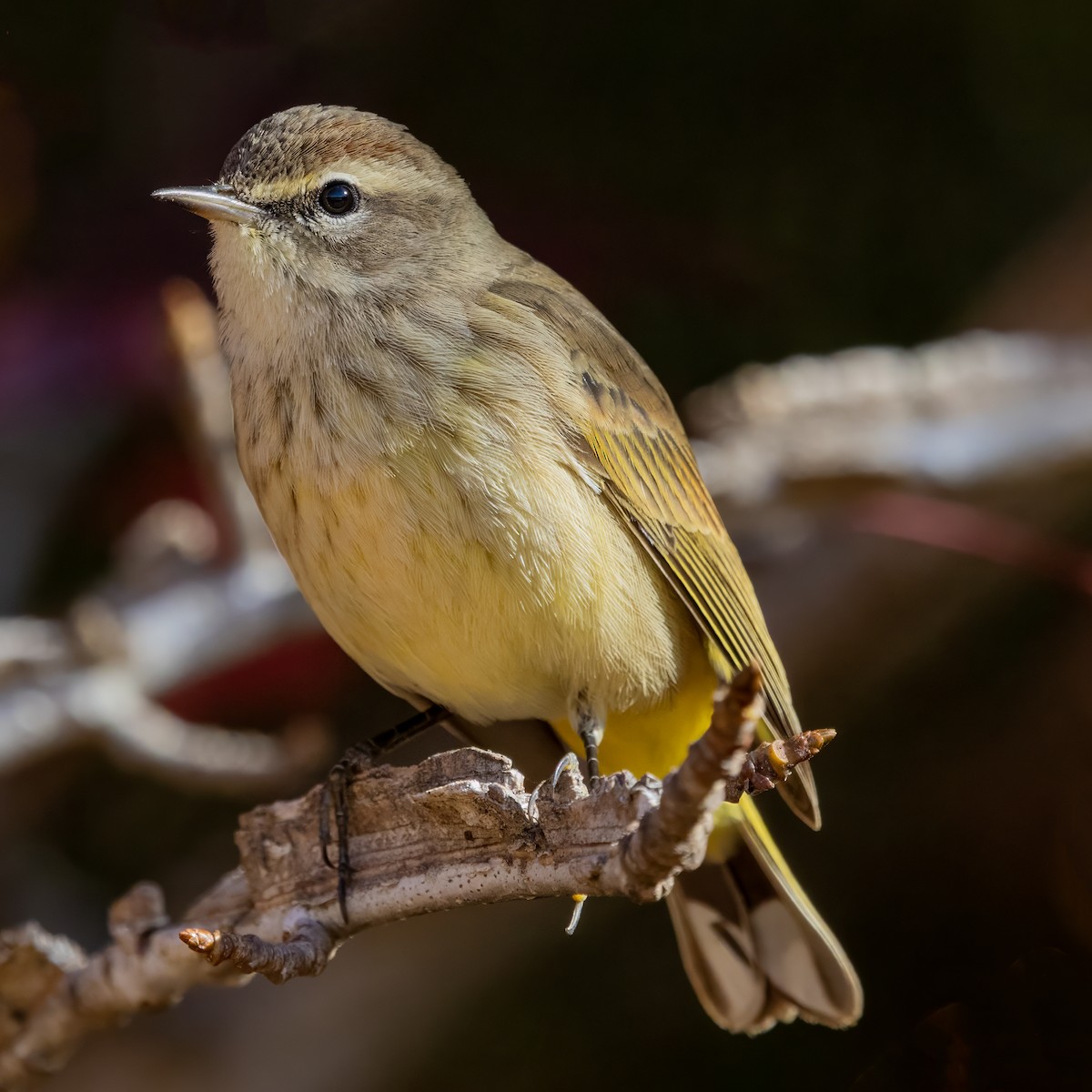 Palm Warbler (Western) - ML645400997