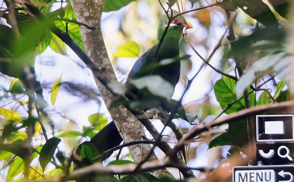 Yellow-billed Turaco (Yellow-billed) - ML645401018