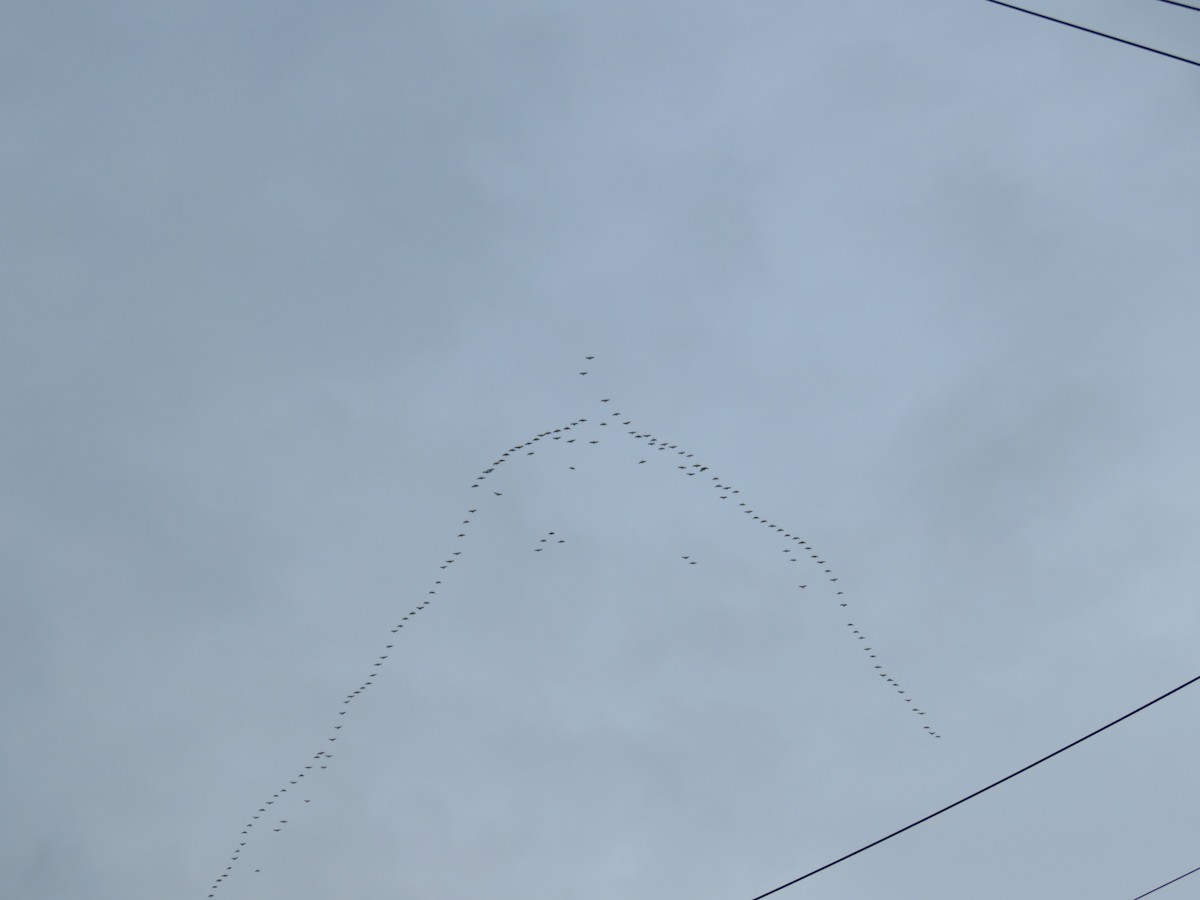 Canada Goose - ML645401023