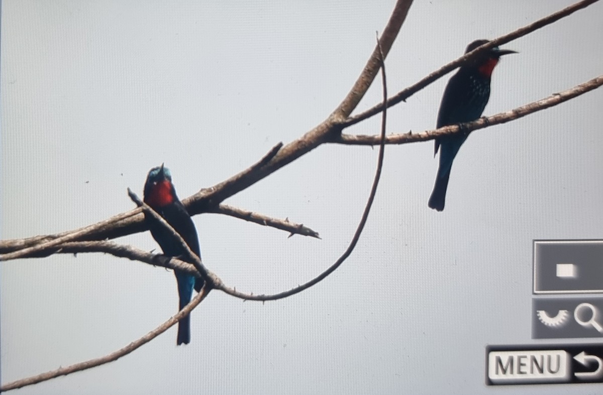 Black Bee-eater - ML645401031