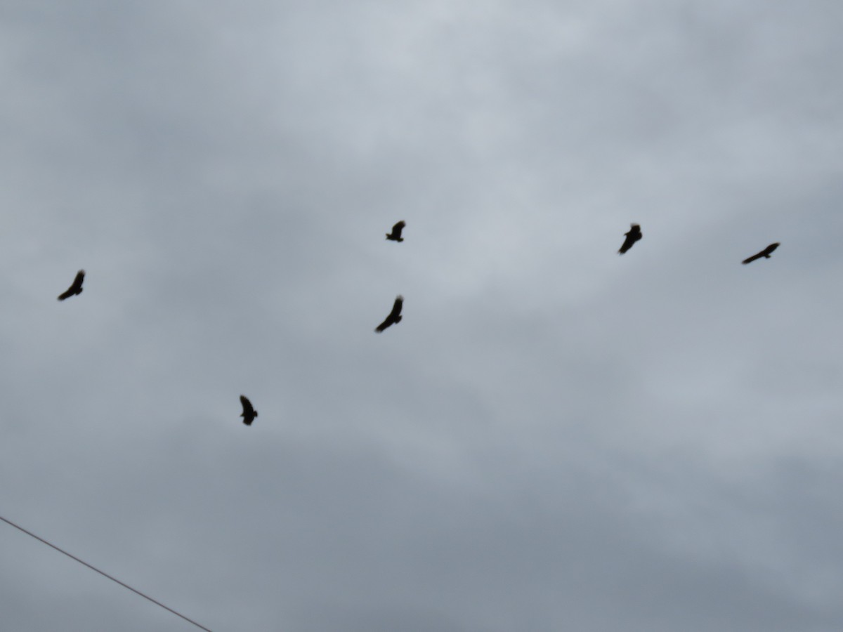 Black Vulture - ML645401032