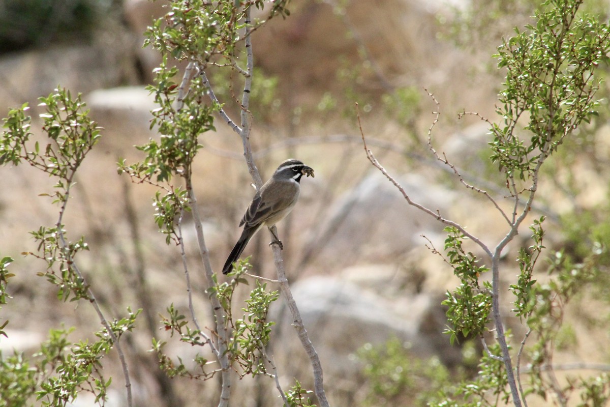 Black-throated Sparrow - ML645401052