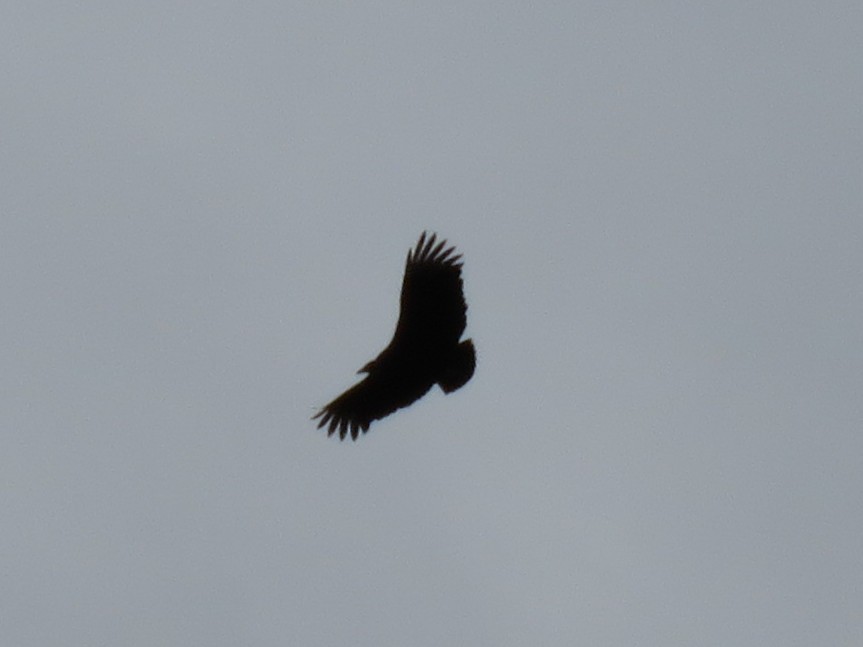 Black Vulture - ML645401053