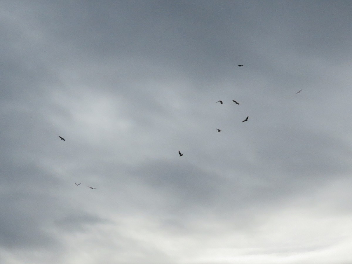 Black Vulture - ML645401054