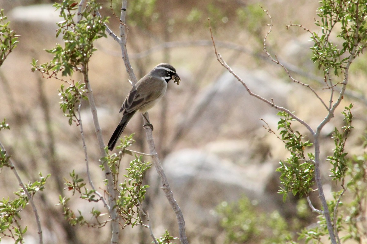 Black-throated Sparrow - ML645401059
