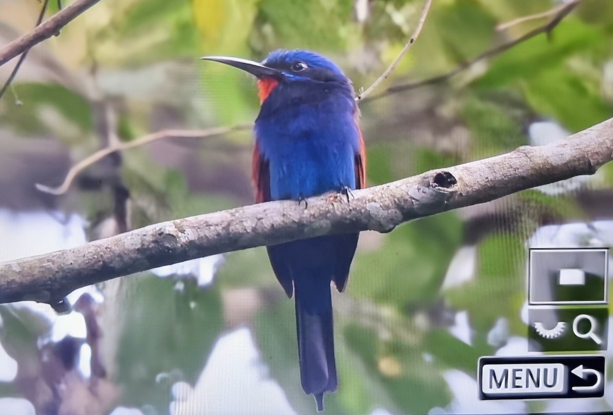Blue-moustached Bee-eater - ML645401060