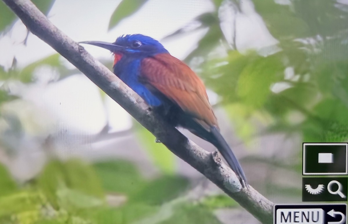 Blue-moustached Bee-eater - ML645401061