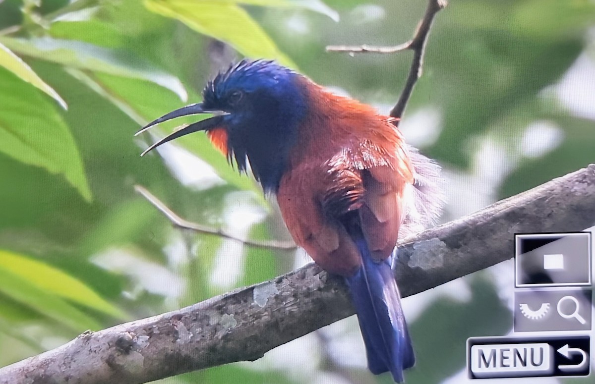 Blue-moustached Bee-eater - ML645401062