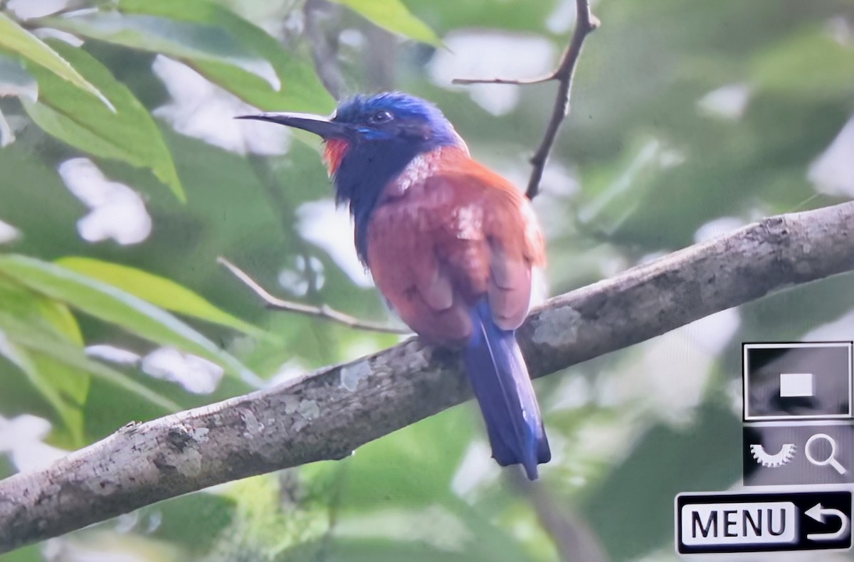 Blue-moustached Bee-eater - ML645401063