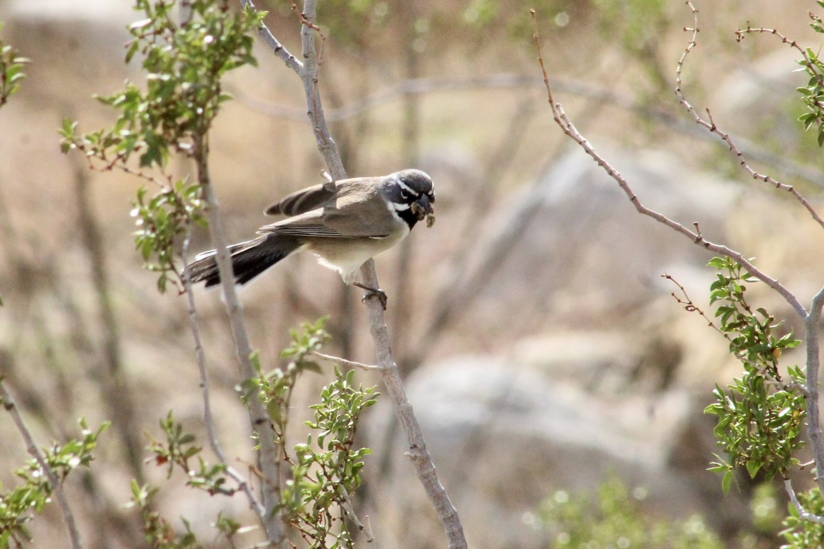 Black-throated Sparrow - ML645401065