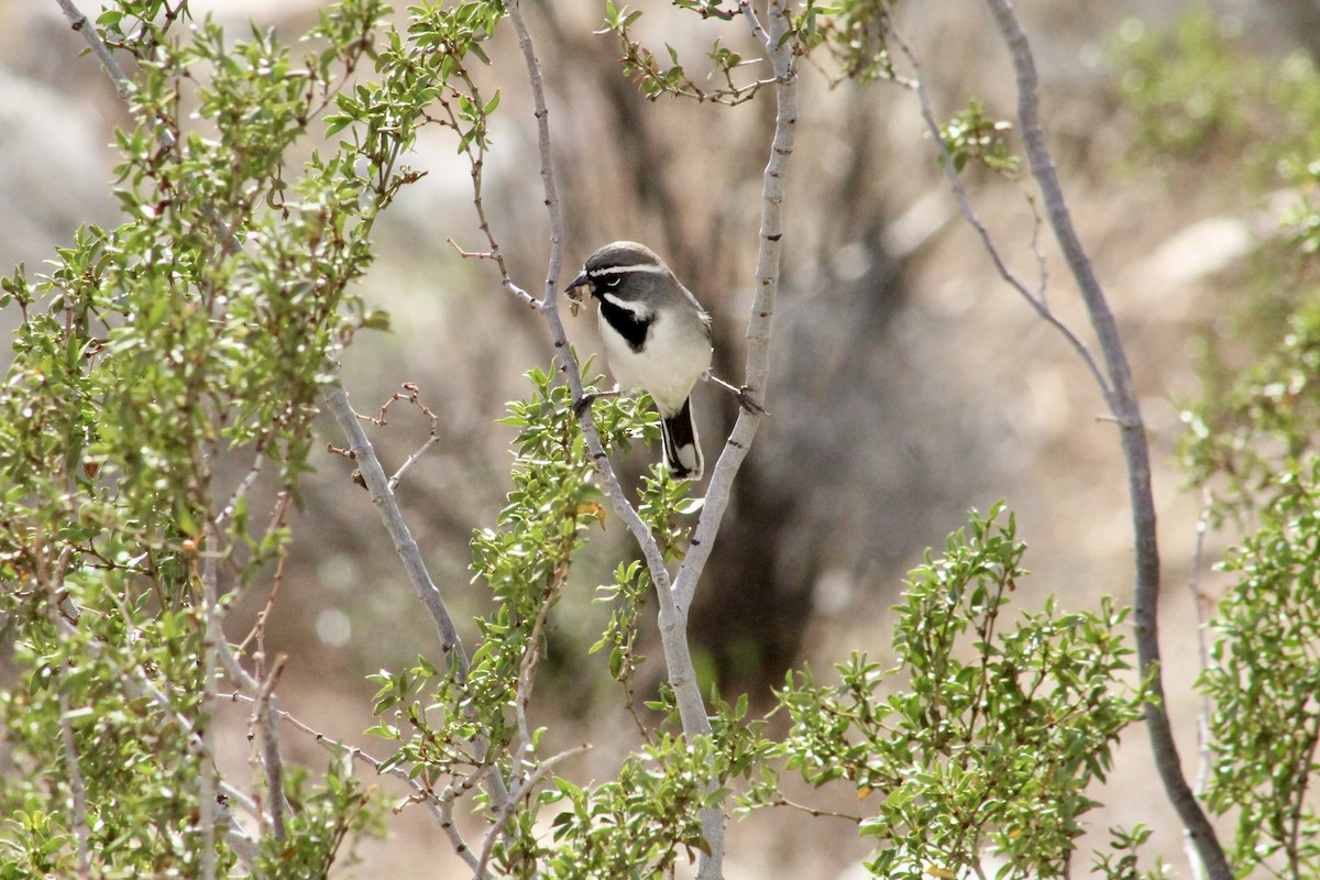 Black-throated Sparrow - ML645401070