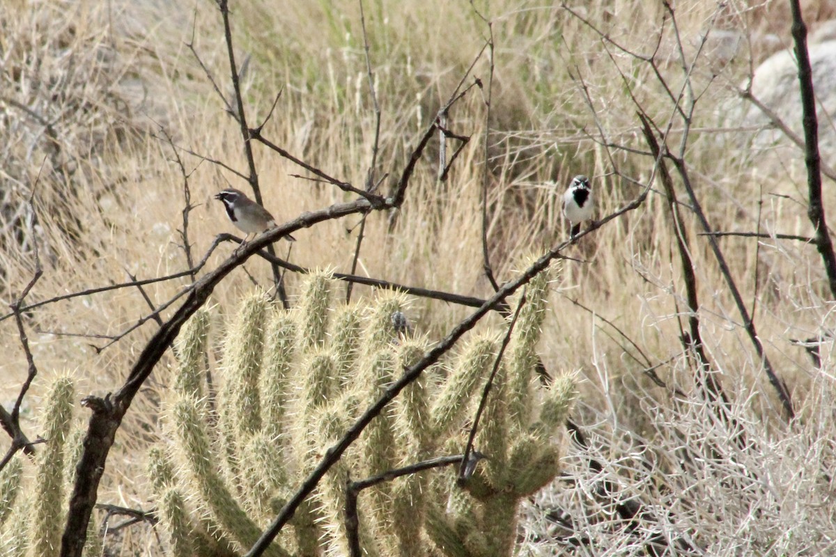 Black-throated Sparrow - ML645401072