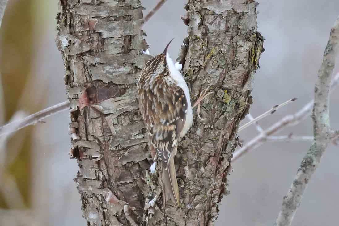 amerikatrekryper - ML645401074