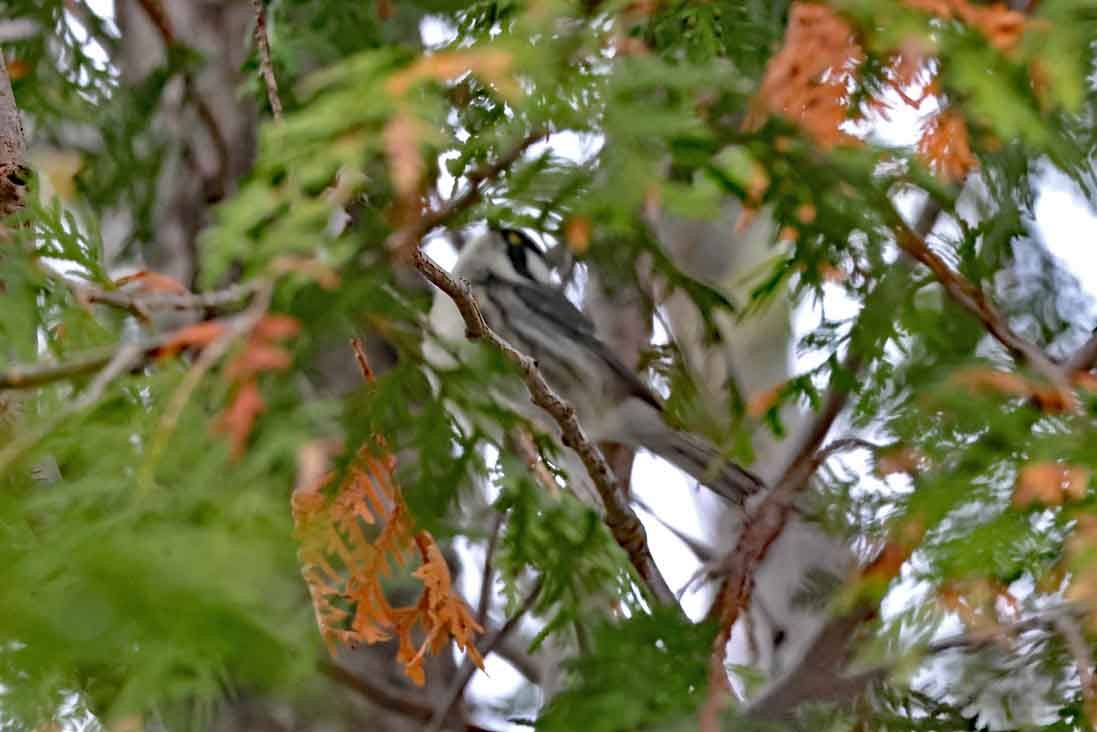 Black-throated Gray Warbler - ML645401081