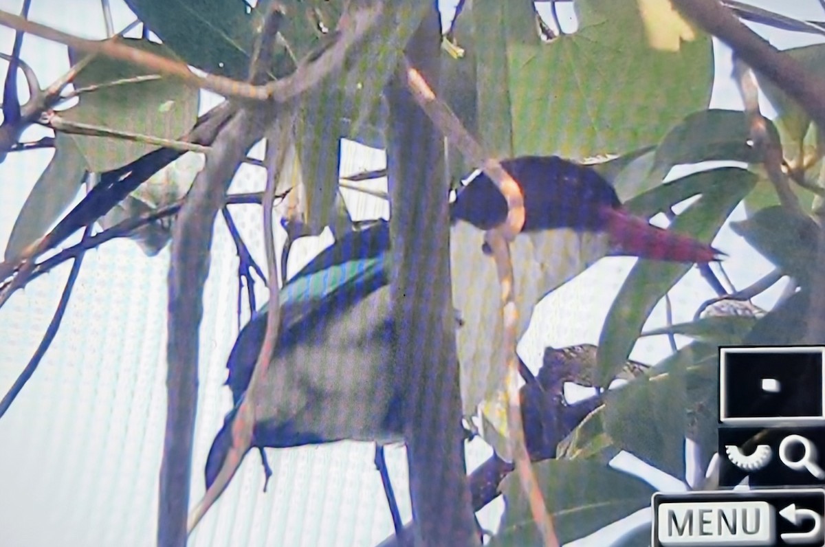 Chocolate-backed Kingfisher - ML645401083