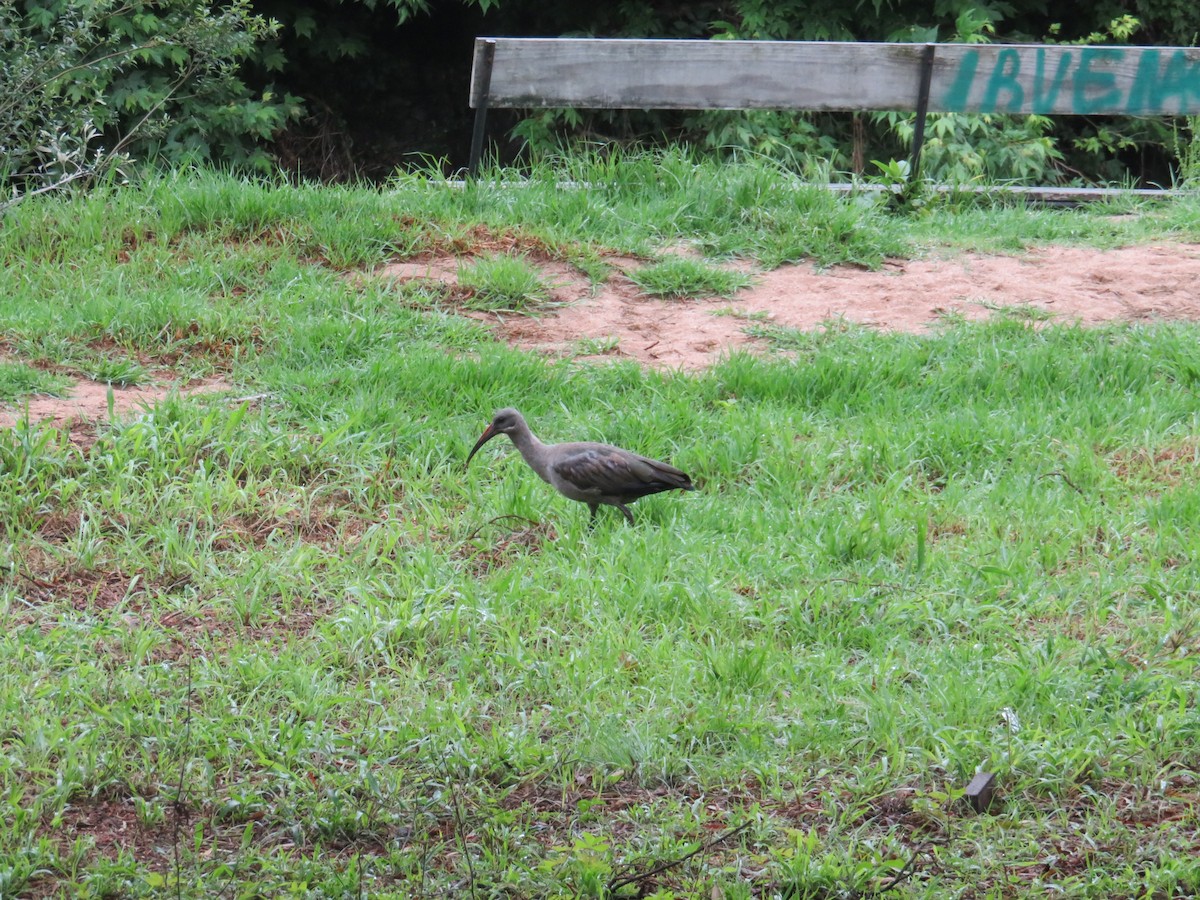 Hadada Ibis - ML645401090