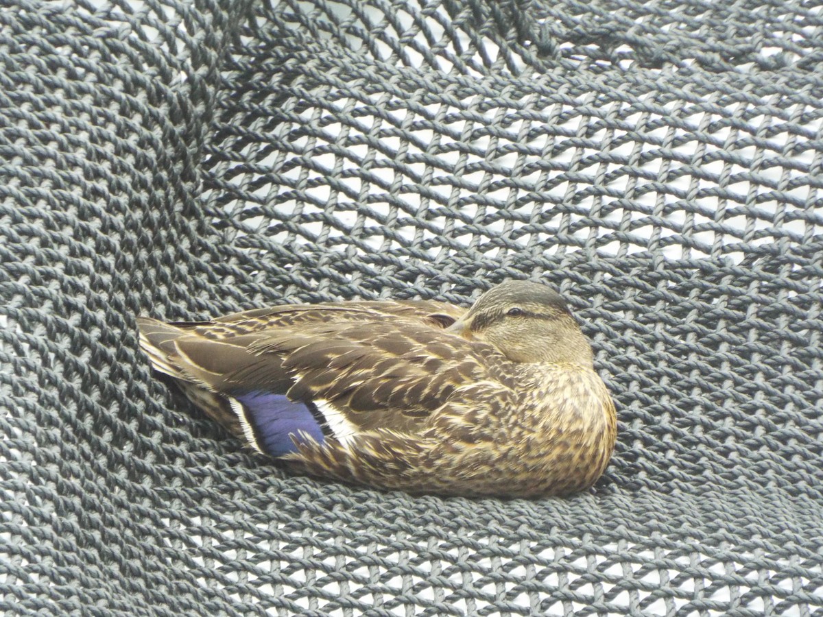 Mallard - ML645401097