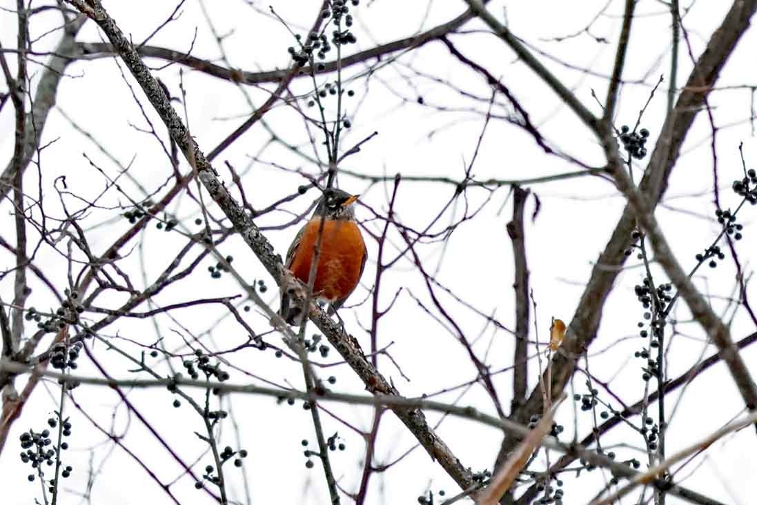 American Robin - ML645401099