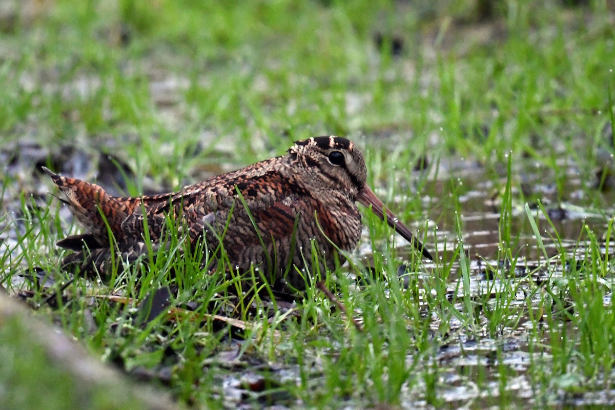 Eurasian Woodcock - ML645401108