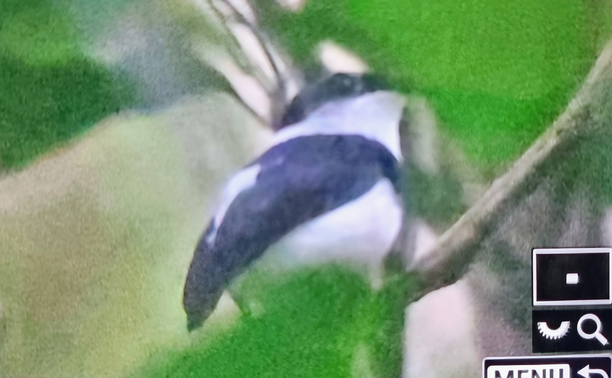 West African Wattle-eye - ML645401109