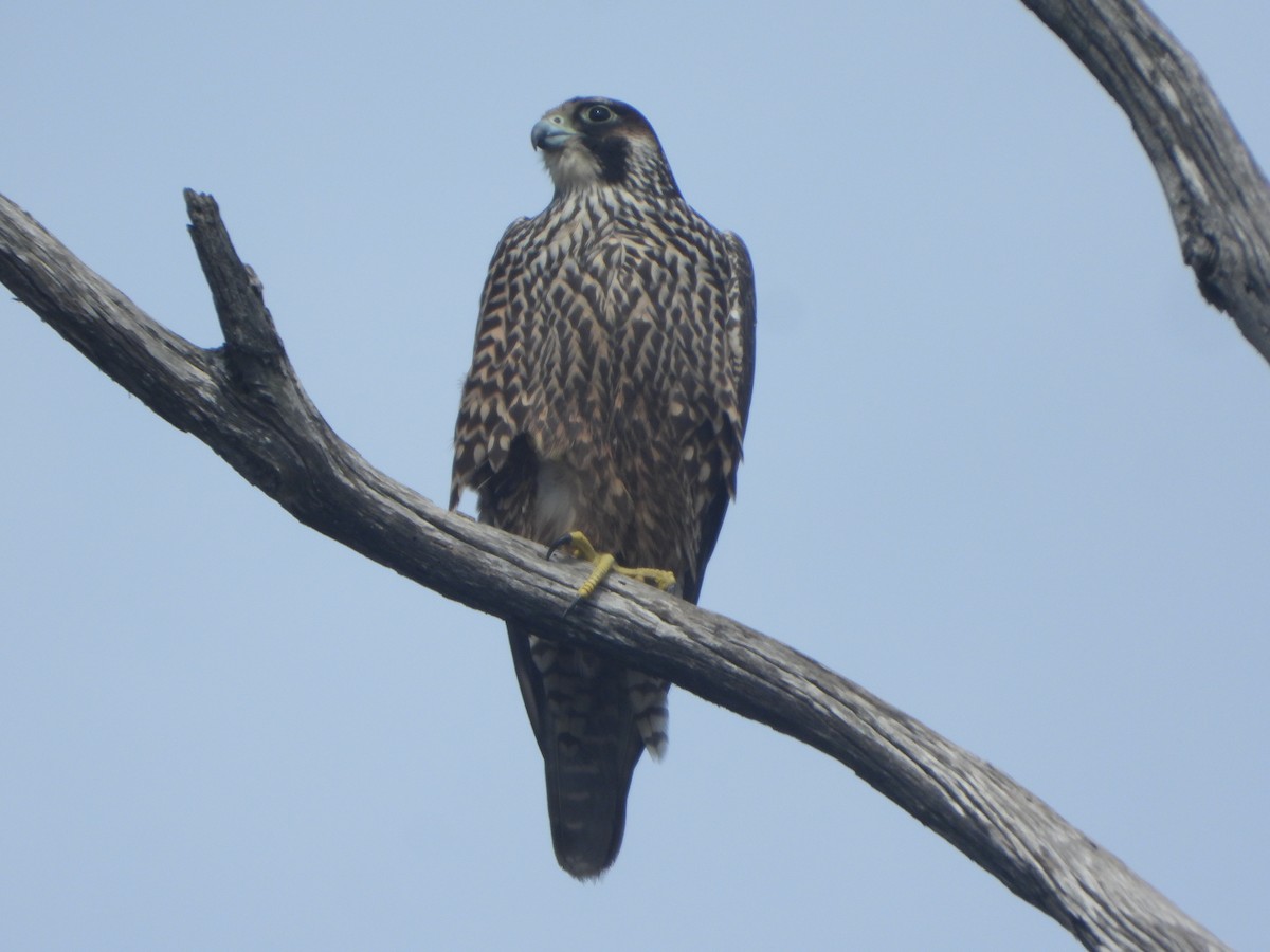 Peregrine Falcon - ML645401117