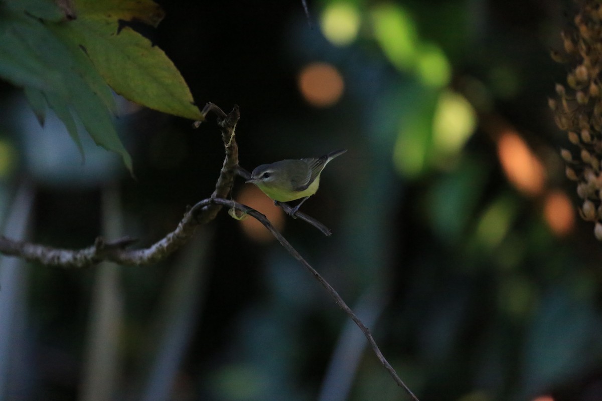 Bireo filadelfiarra - ML645401118