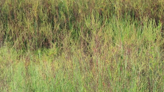 chřástal královský - ML645401123