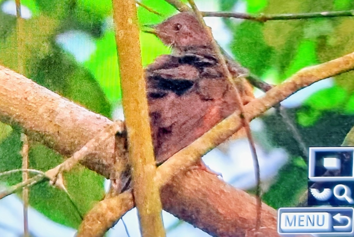 Finsch's Flycatcher-Thrush - ML645401124