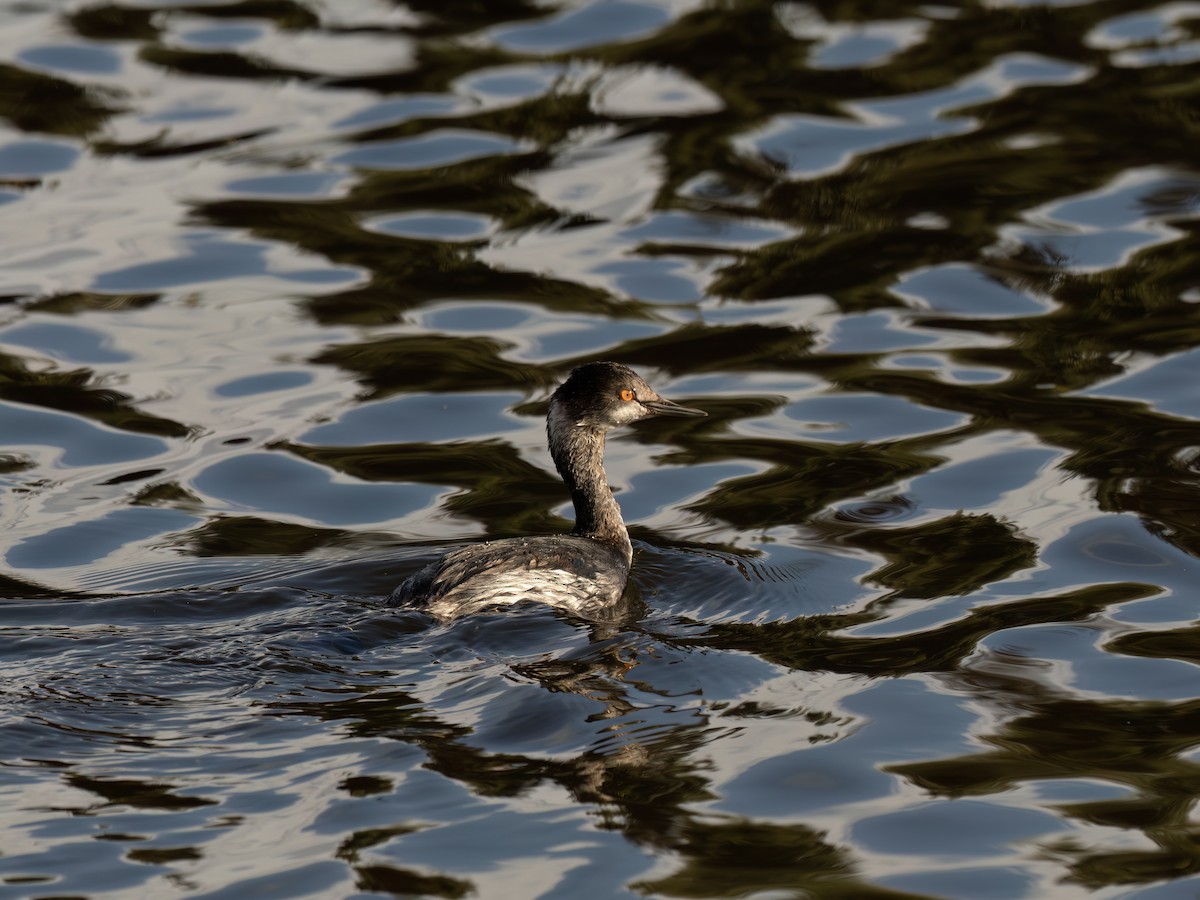 potápka černokrká - ML645401127