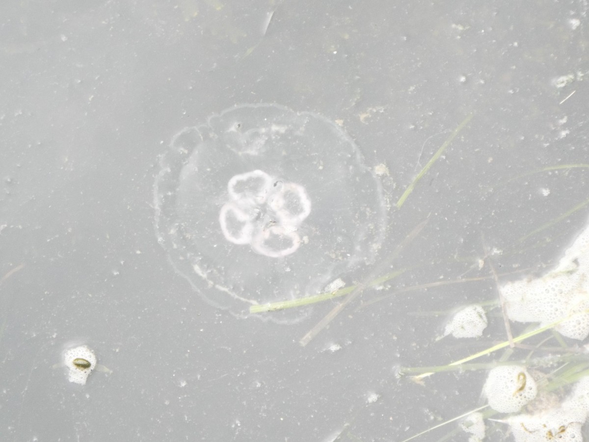 Moon Jellies - ML645401132