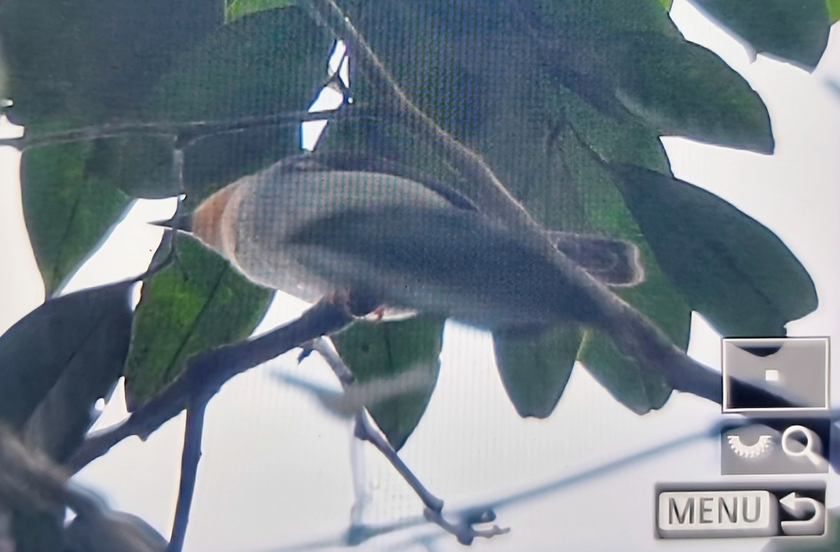 Sharpe's Apalis - ML645401137