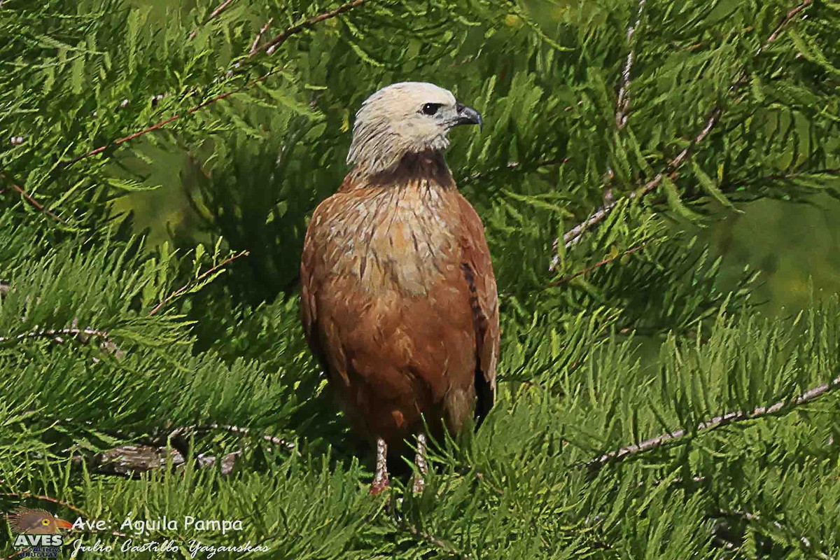 Black-collared Hawk - ML645401139