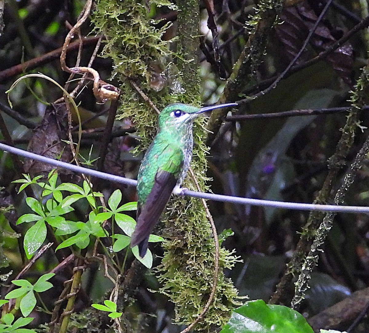 Green-crowned Brilliant - ML645401143