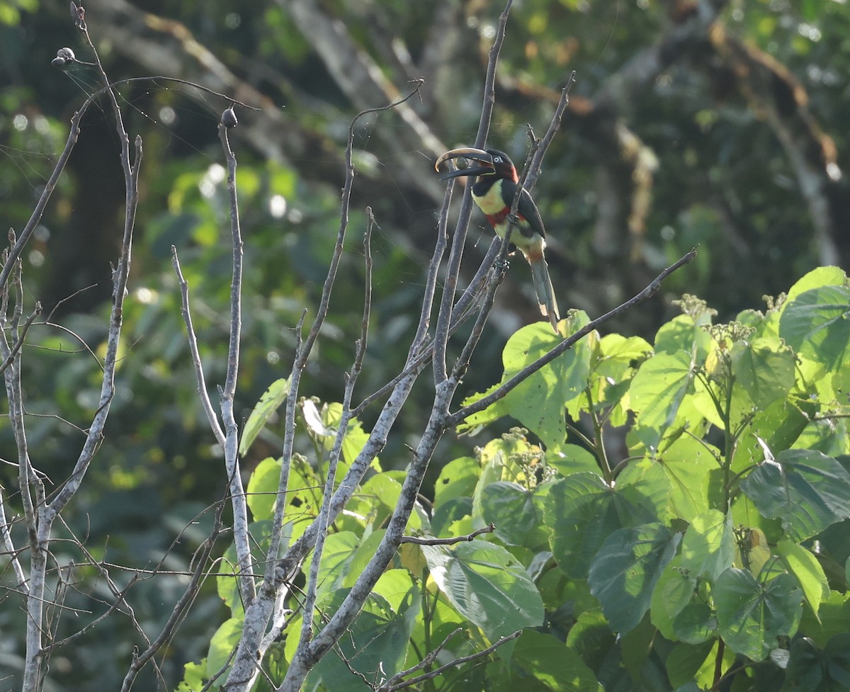 Chestnut-eared Aracari - ML645401182