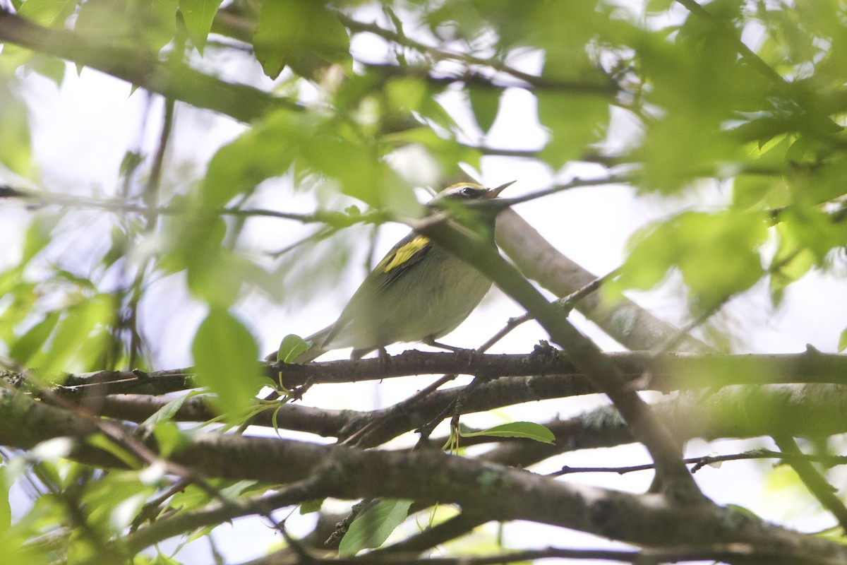 キンバネアメリカムシクイ - ML645401184