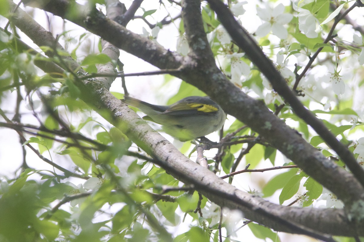 キンバネアメリカムシクイ - ML645401185