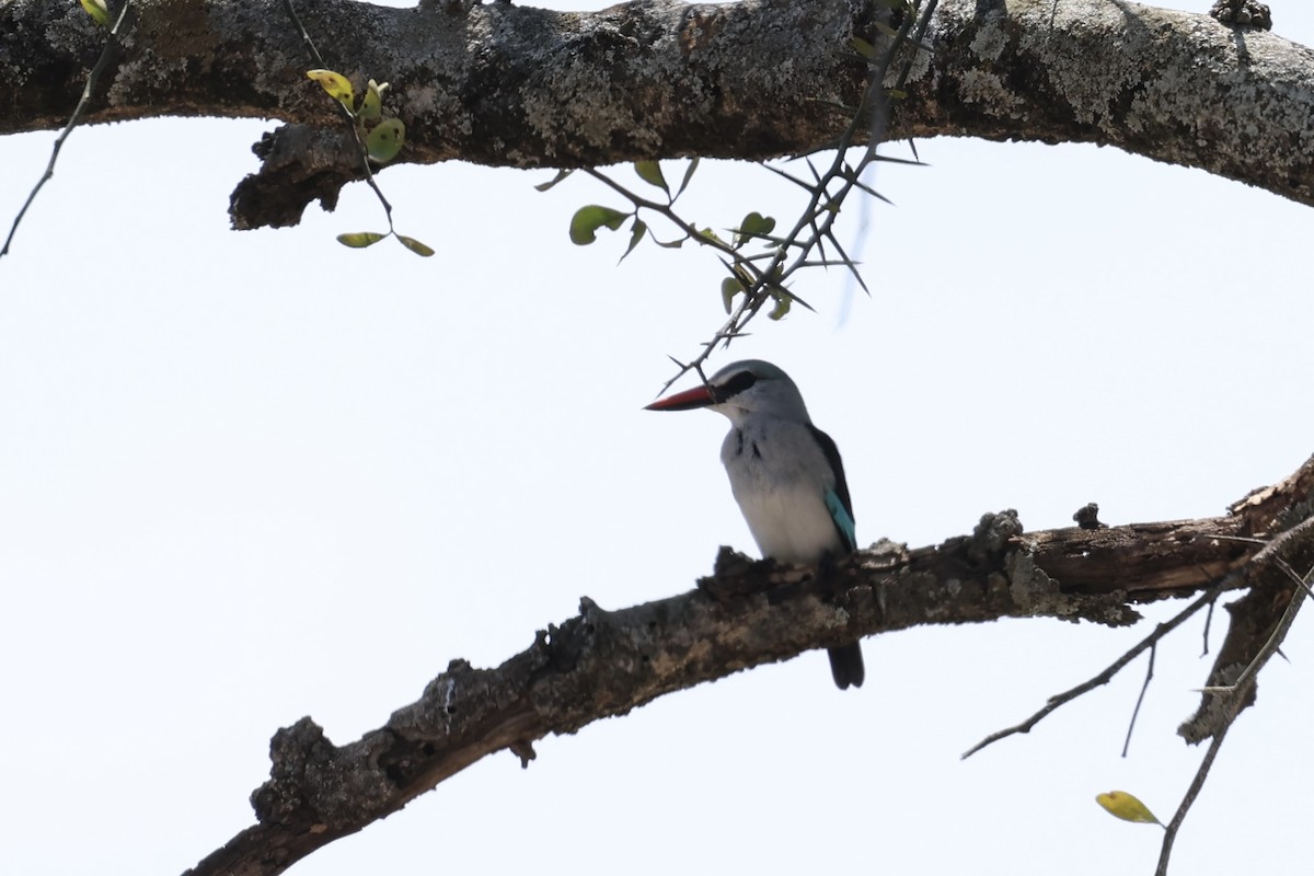 Woodland Kingfisher - ML645401189