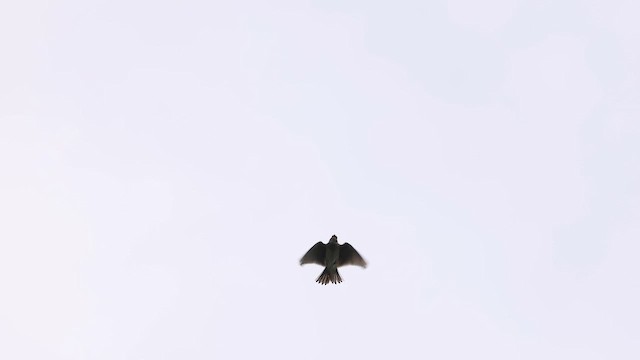 Eurasian Skylark - ML645401191