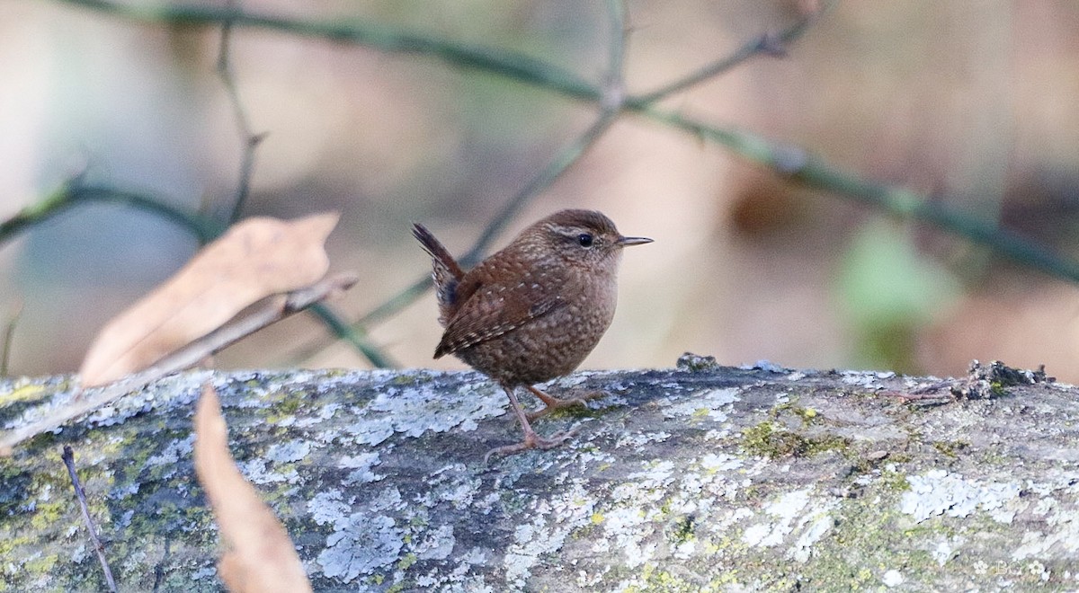 Troglodyte des forêts - ML645401200