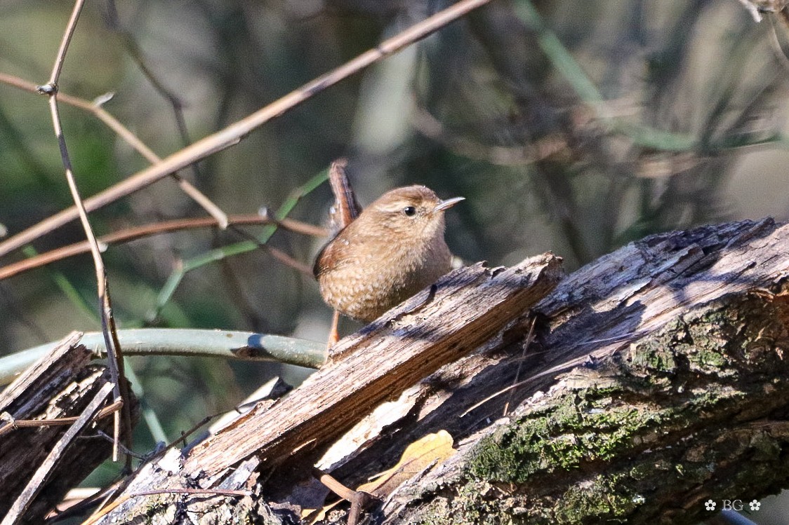 Troglodyte des forêts - ML645401201