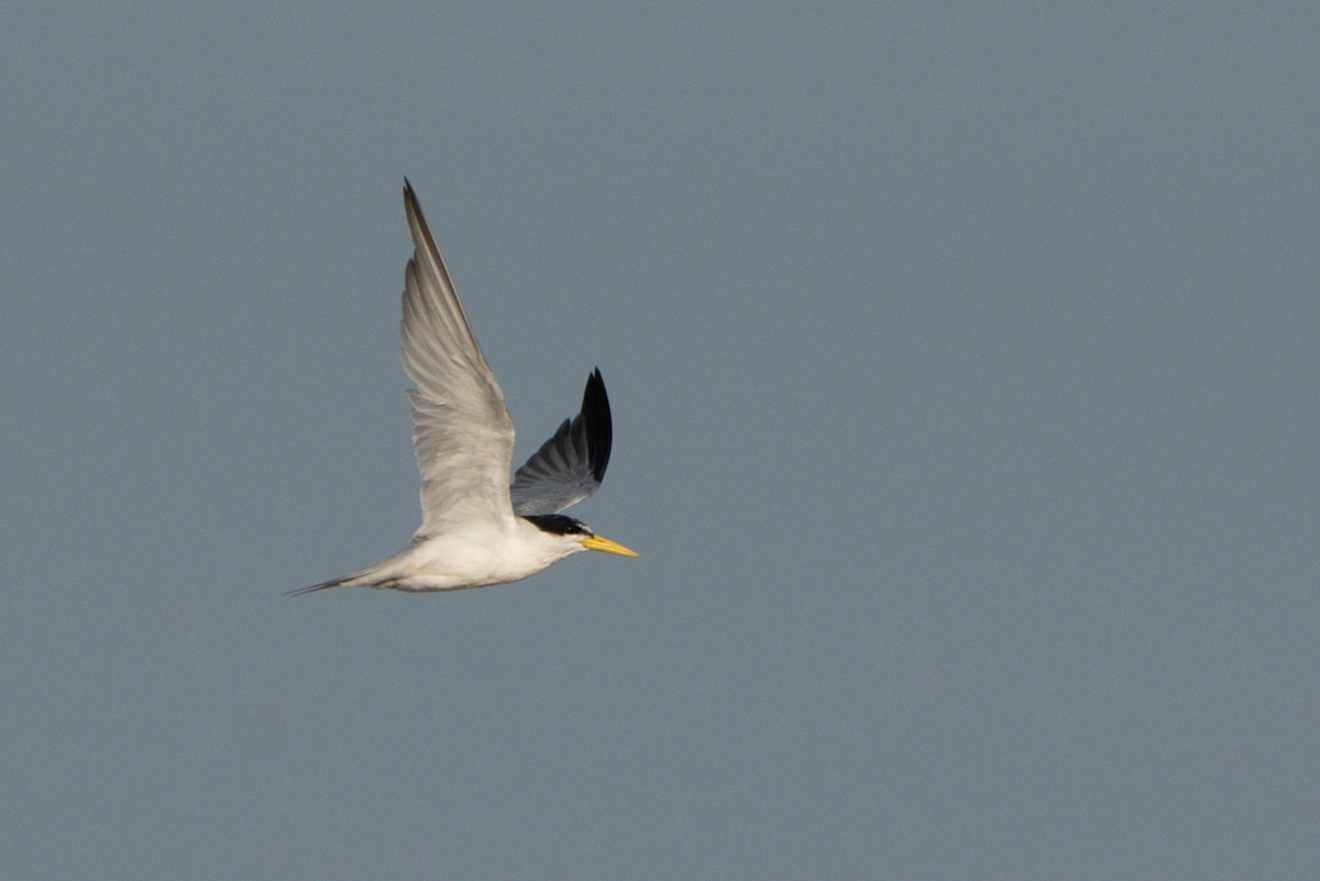 Амазонская крачка - ML645401202