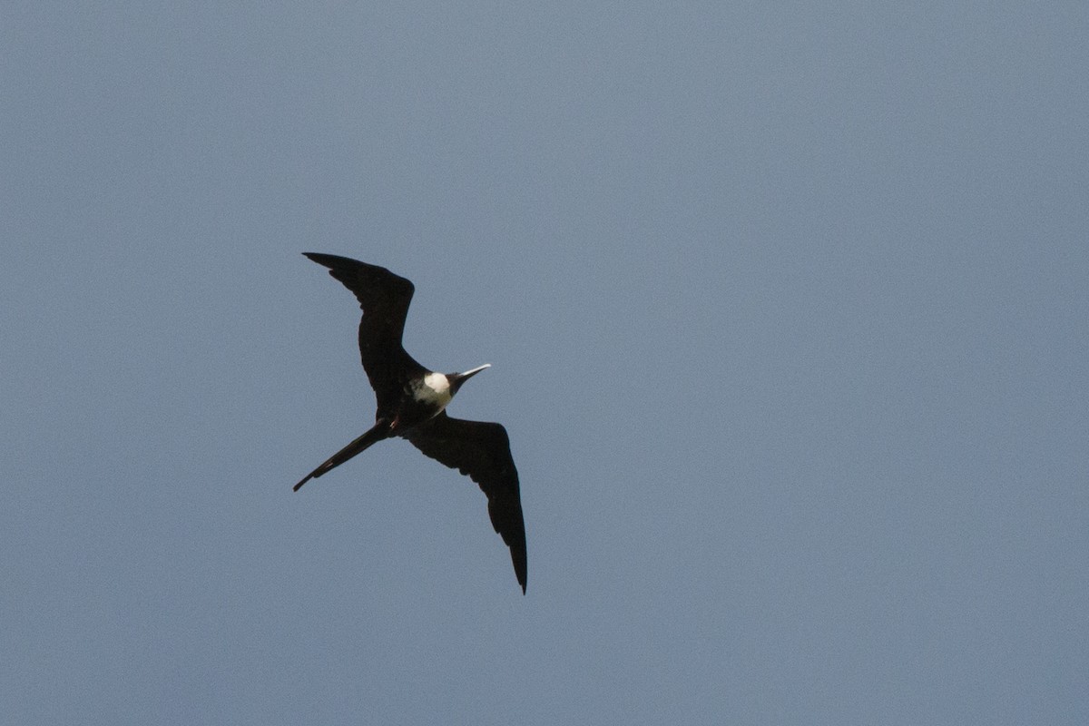 Magnificent Frigatebird - ML64540121