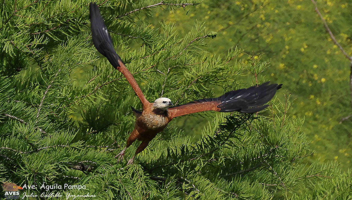 Black-collared Hawk - ML645401215